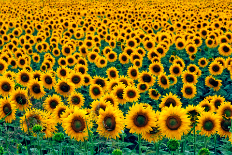 sunflowers